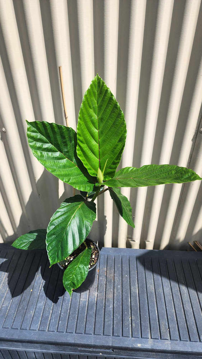 Dinner plate fig - Ficus dammaropsis