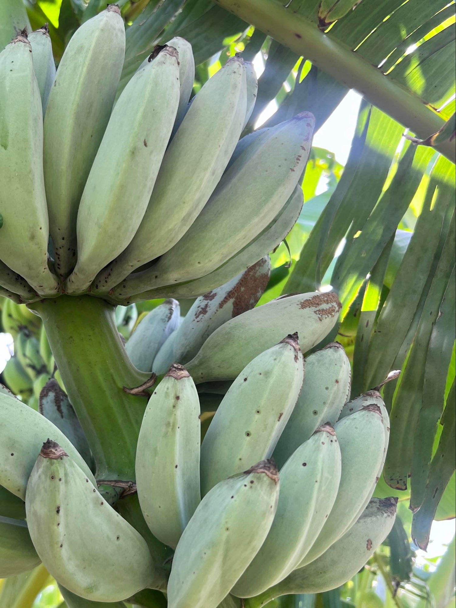 Banana - Blue Java (cold-tolerant) – flyingdragonnursery