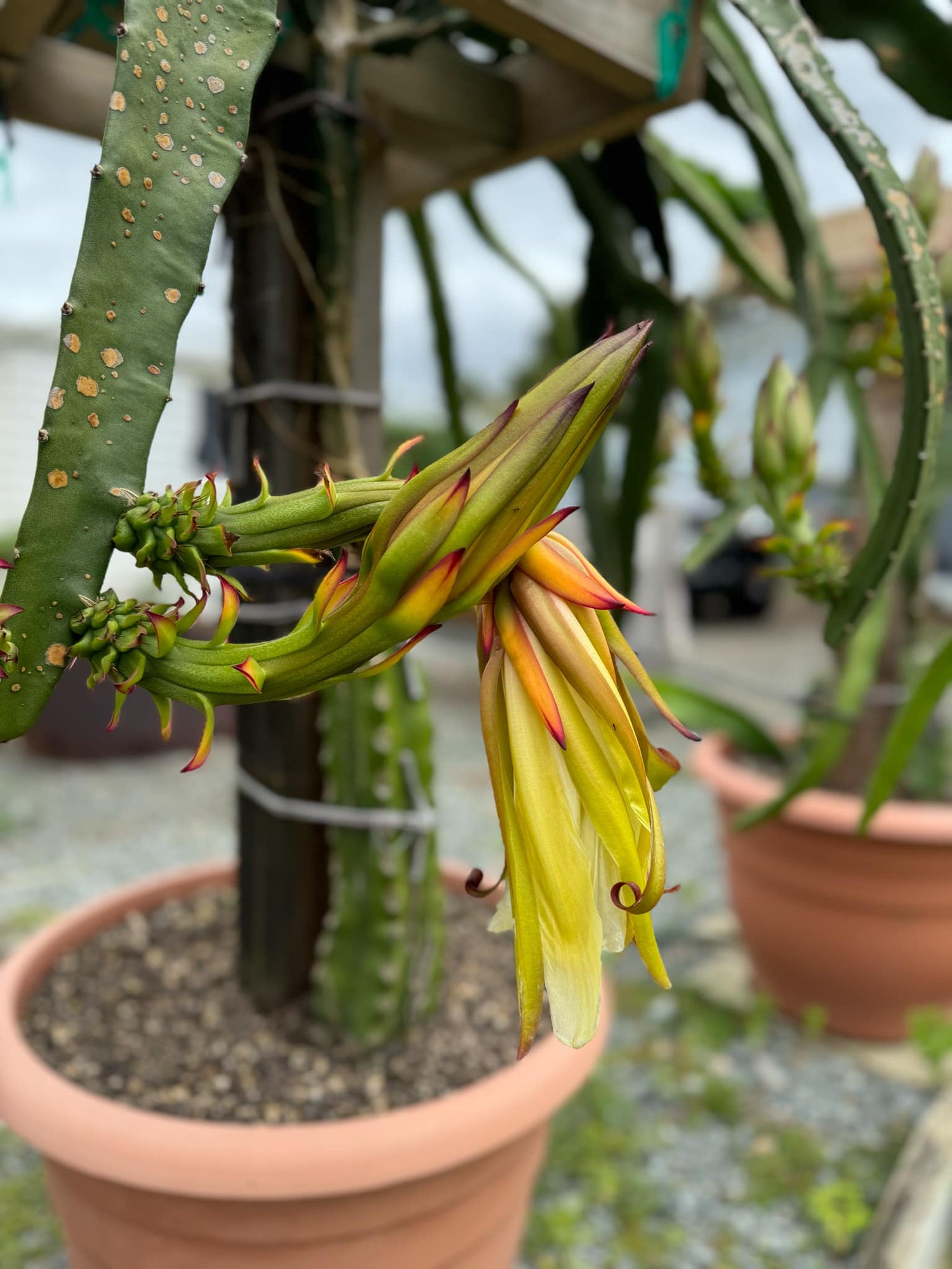 Dragonfruit - Frankie’s Red (Orange Dwarf)