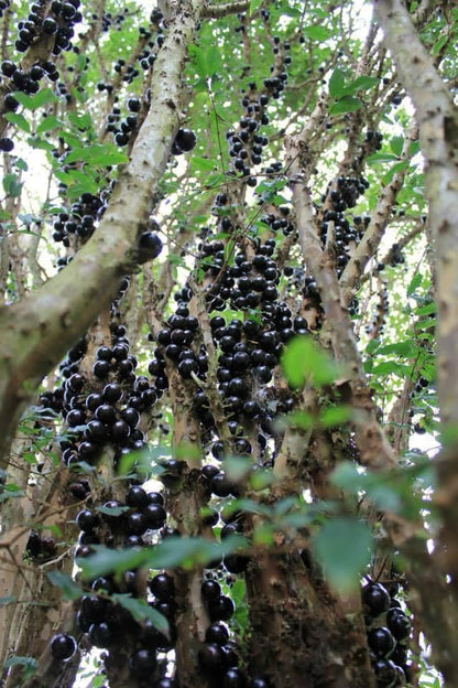 Jaboticaba - Paulista - Grafted (Super Rare)