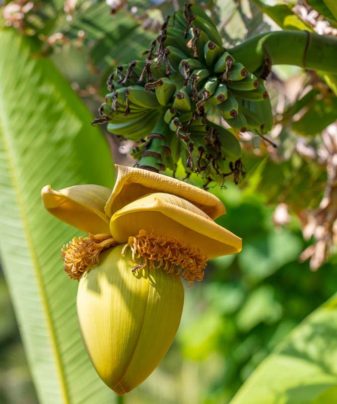 Banana - Basjoo (Cold Hardy) flyingdragonnursery