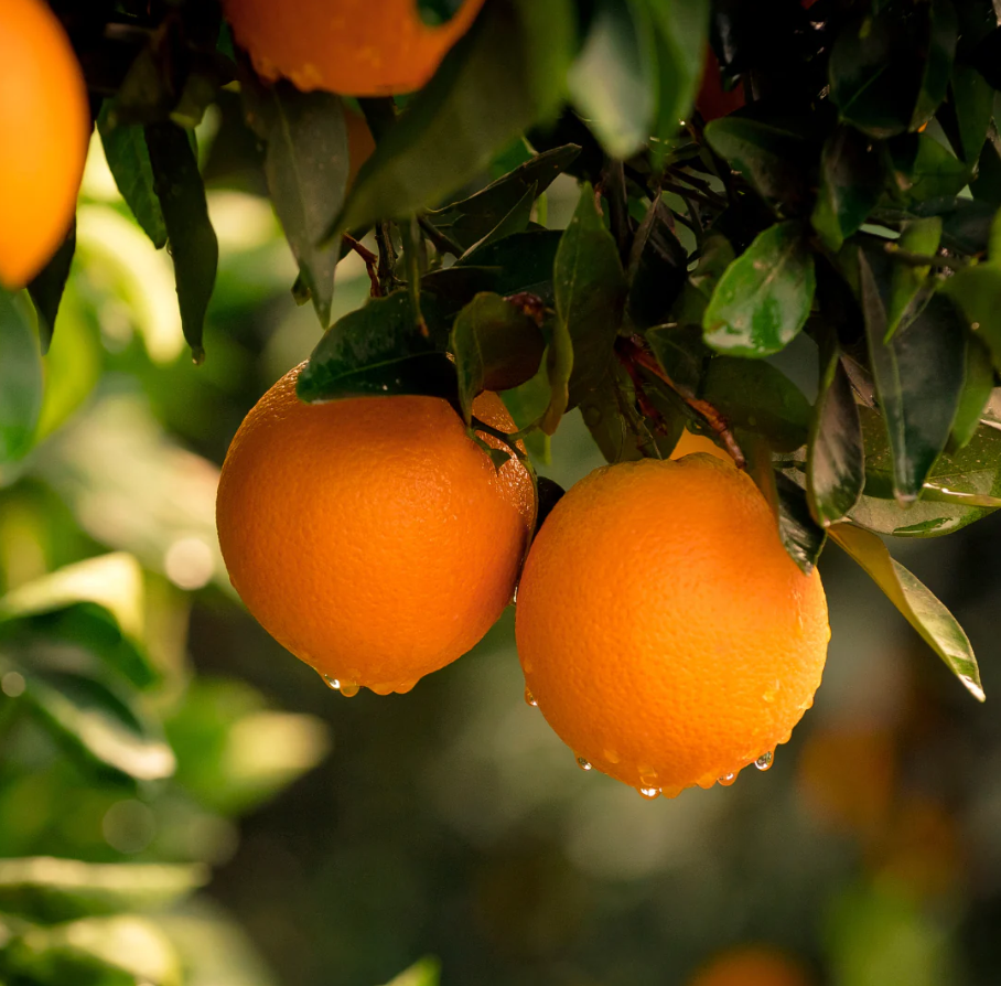 Orange - Carters Navel flyingdragonnursery