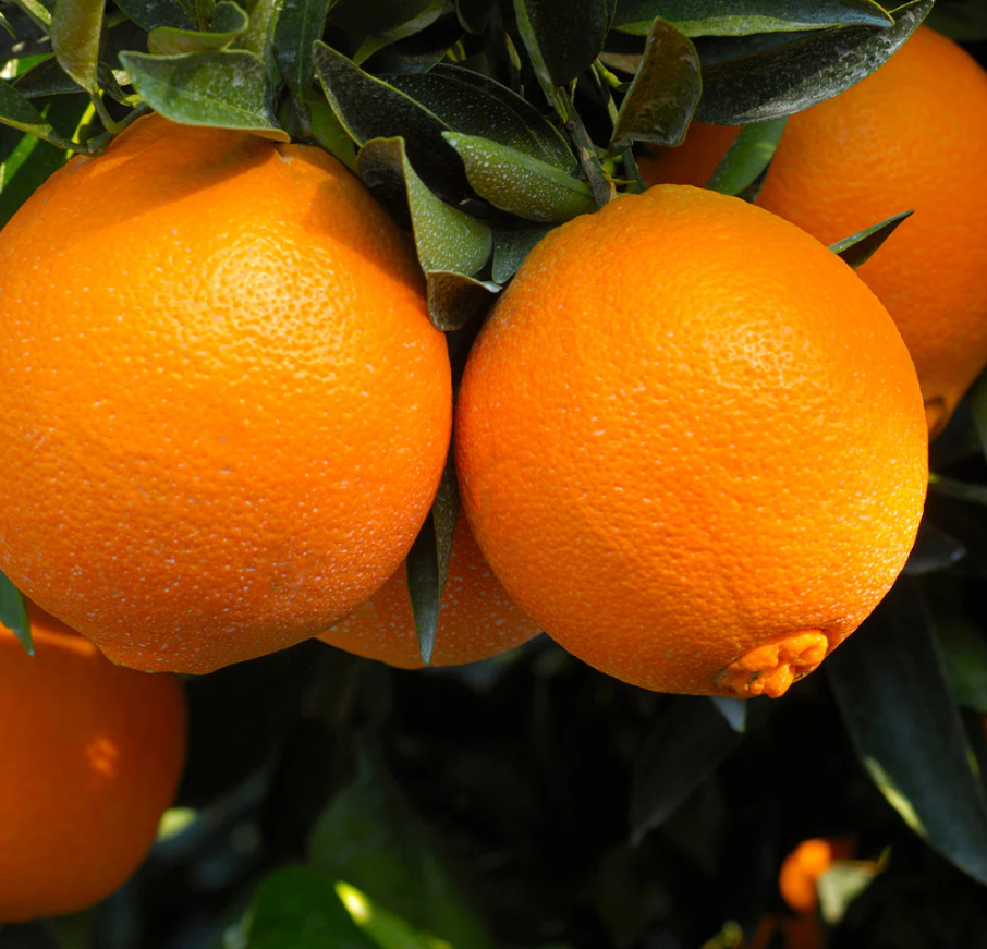 Orange - Best&