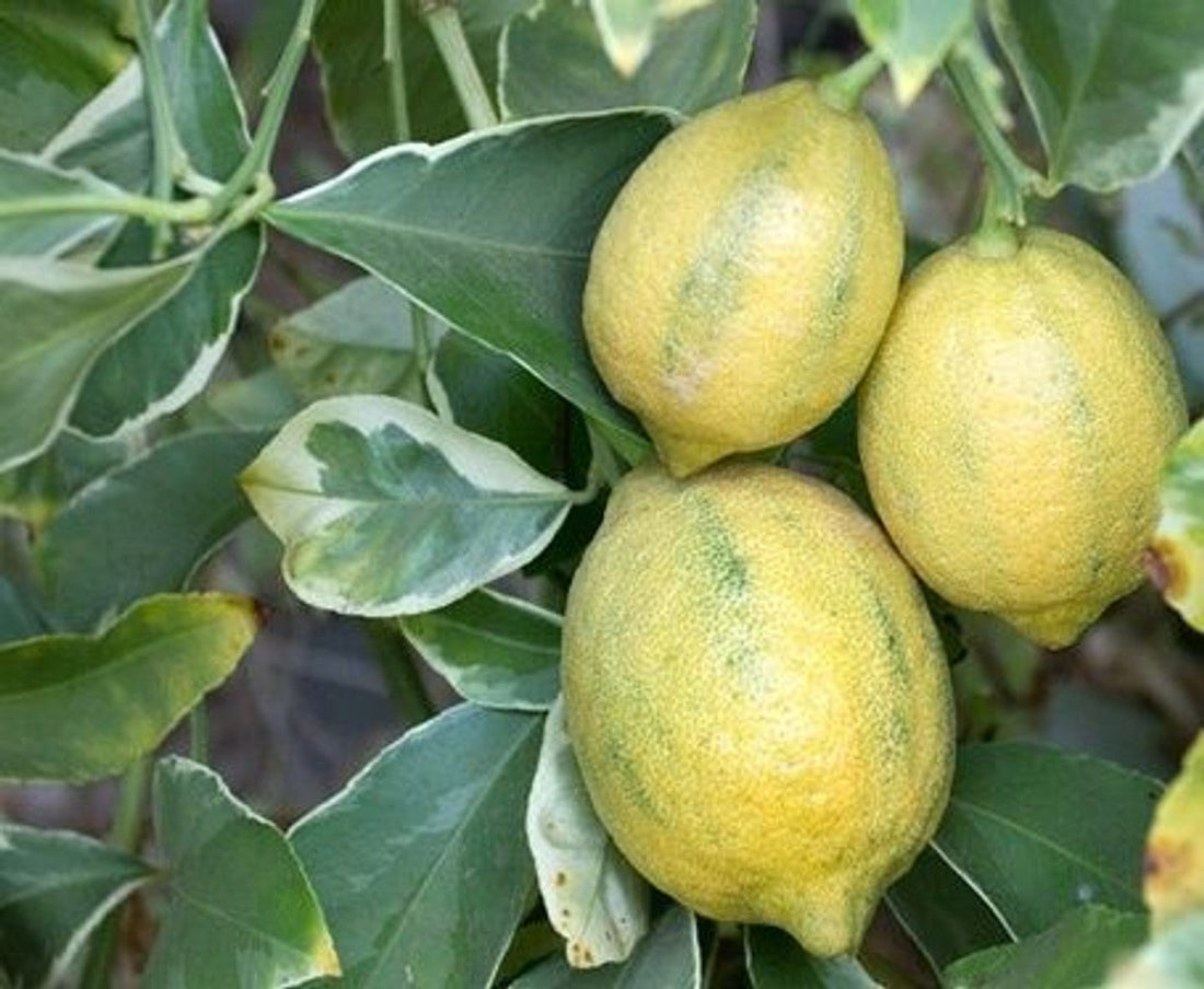 Lemon - Variegated Villa Franca flyingdragonnursery