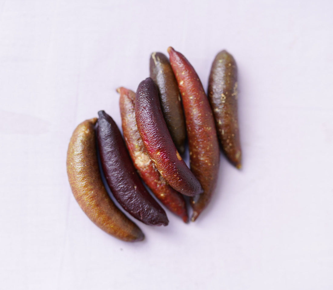 Finger Lime - Aubergine Black - Grafted