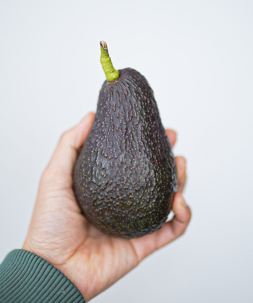 Avocado - Ivan - Winter ripening