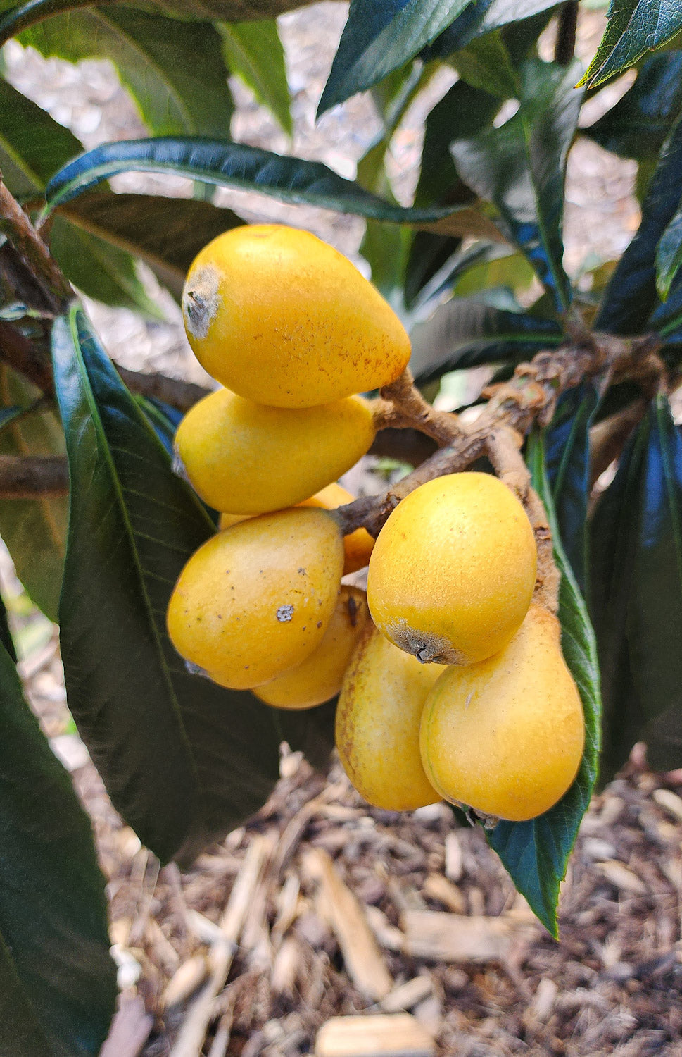 Loquat - Mogi - Grafted flyingdragonnursery