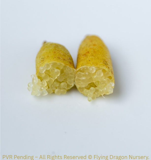 Finger lime - Golden Pearl flyingdragonnursery