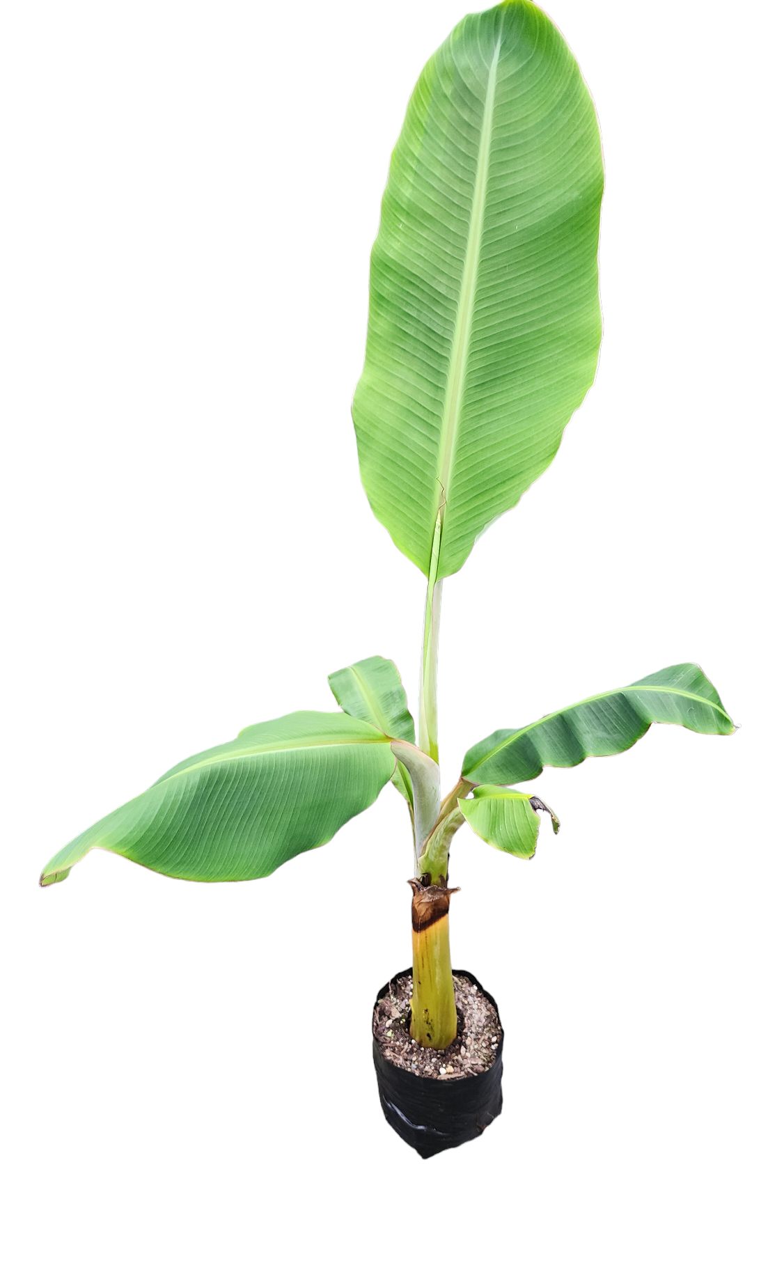 Banana -  Pacific Plantain