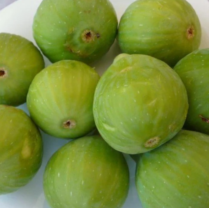 Fig - Ventura flyingdragonnursery