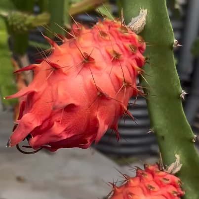Dragonfruit - Purple Megalanthus flyingdragonnursery