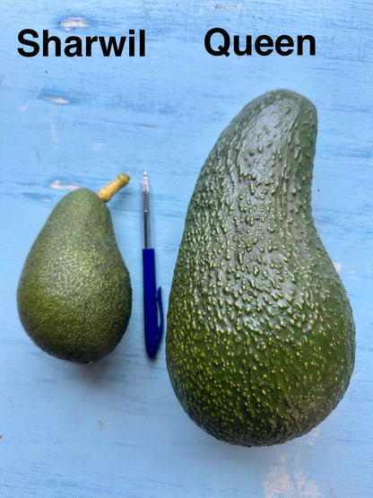 Queen avocado – XXL fruit variety, Flying Dragon Nursery NZ