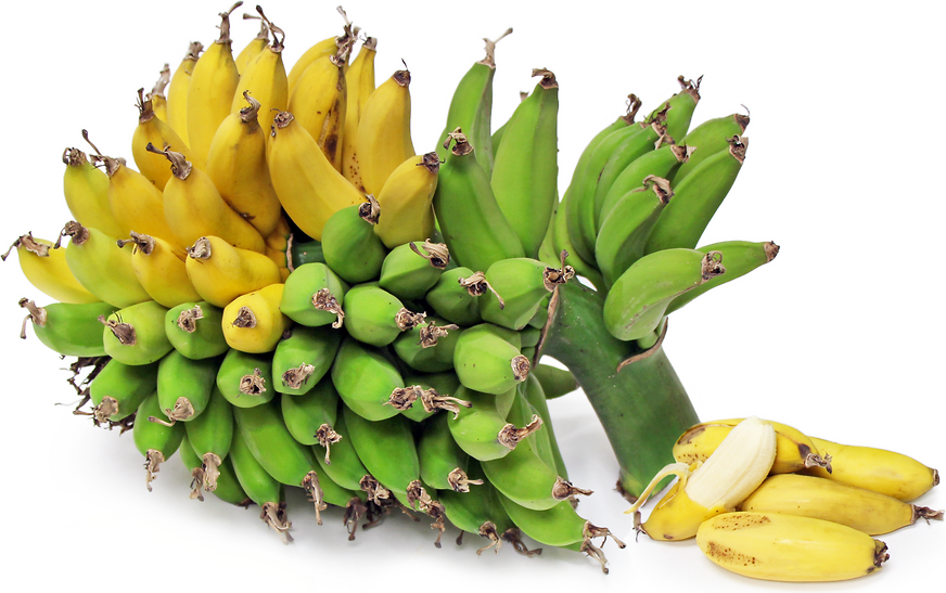 Banana - Rajapuri (Cold tolerant - Dwarf) flyingdragonnursery