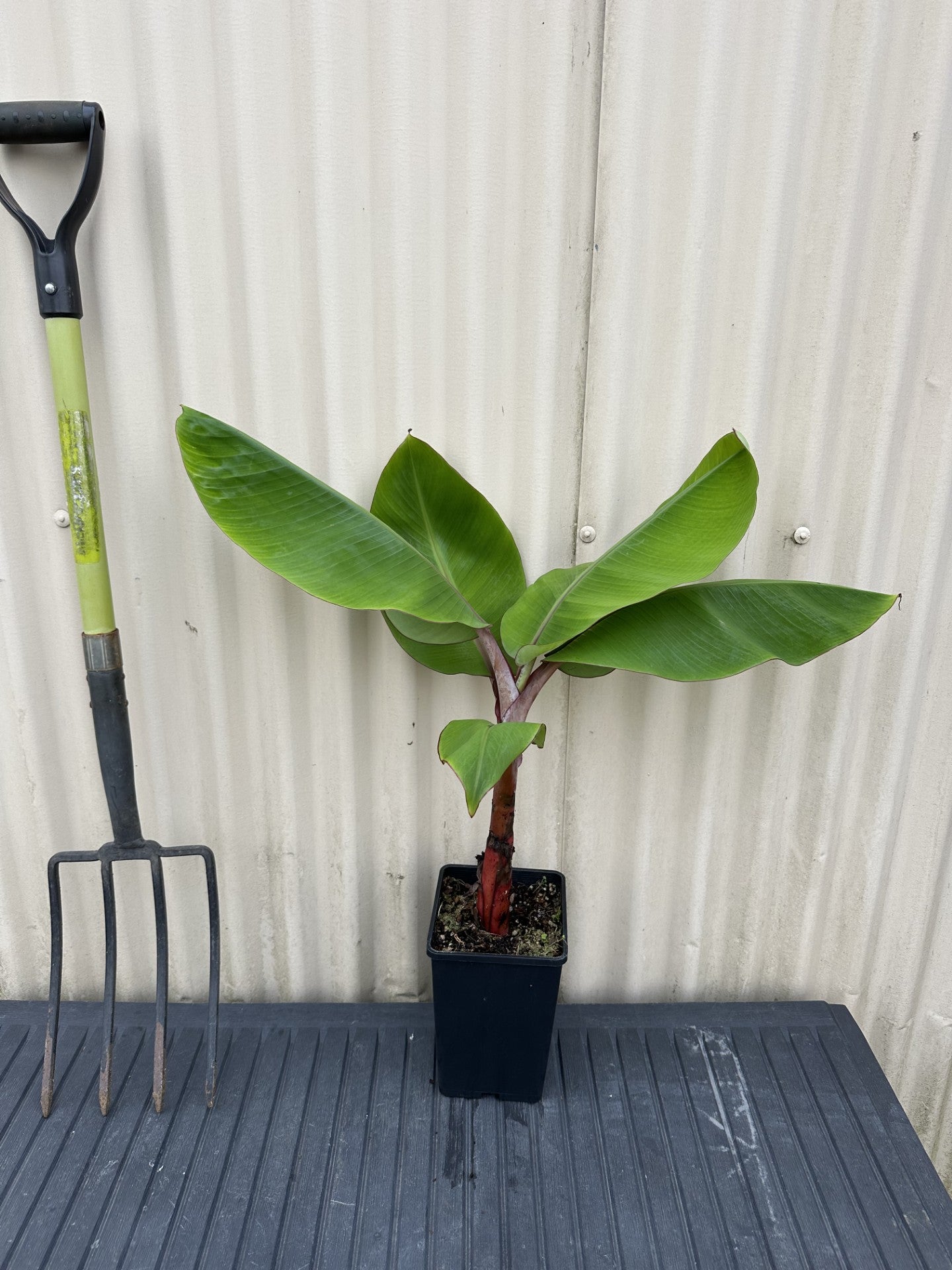 Banana - Jamaican Red Dwarf flyingdragonnursery