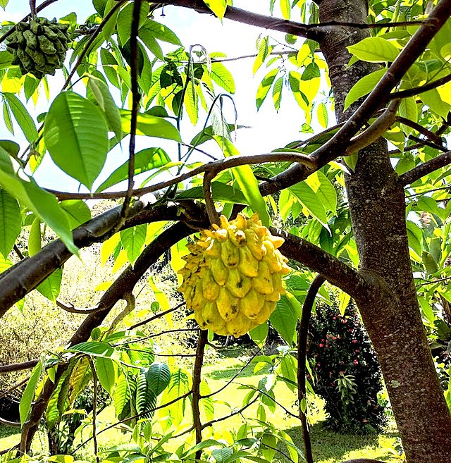 Rollinia deliciosa, biribá  - GRAFTED (super rare)