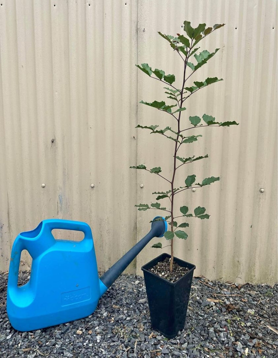 Carob plant