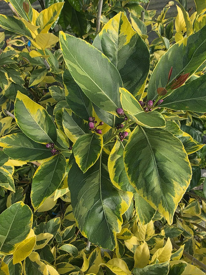 Lemon - Variegated Villa Franca
