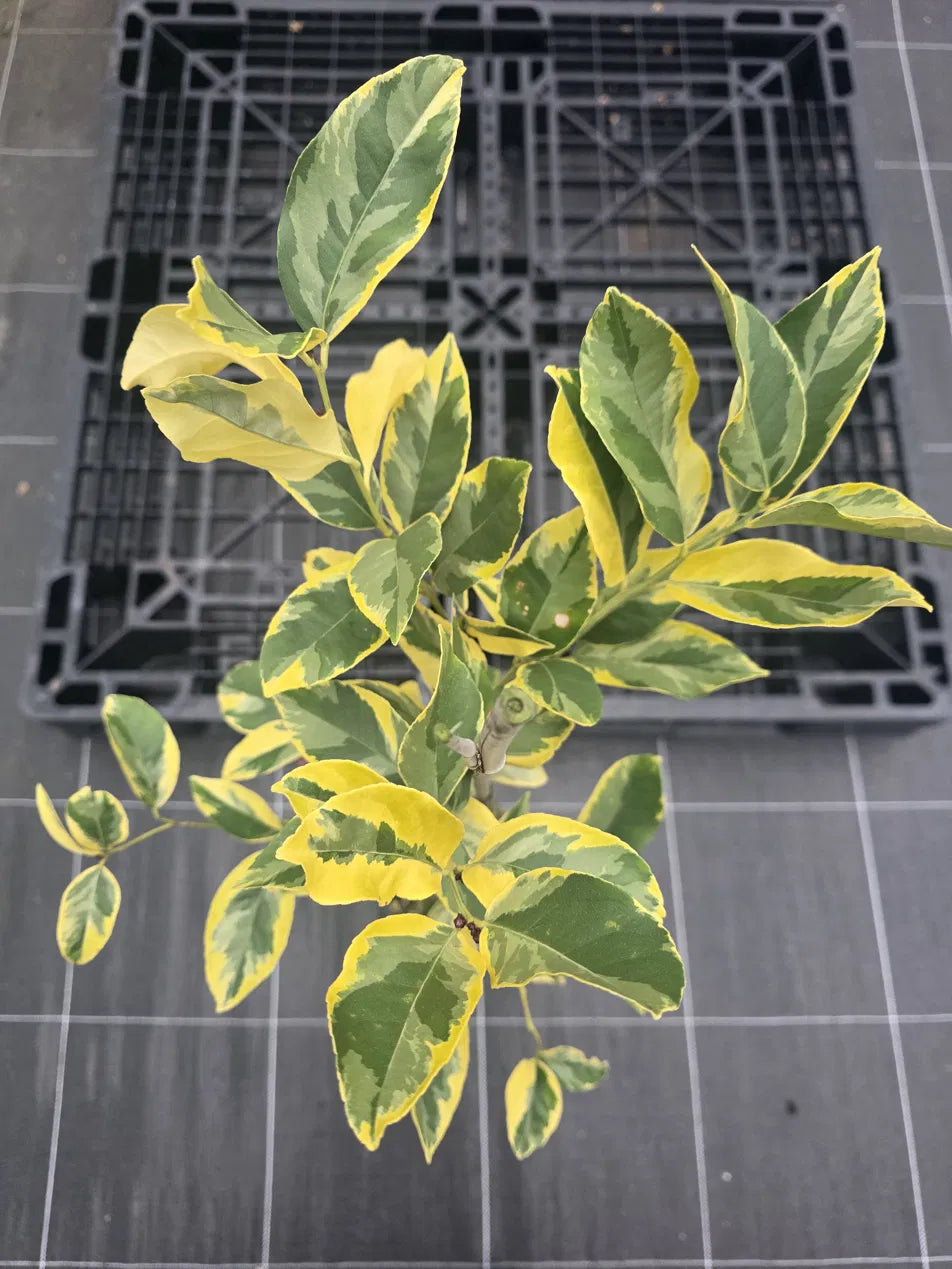 Lemon - Variegated Villa Franca