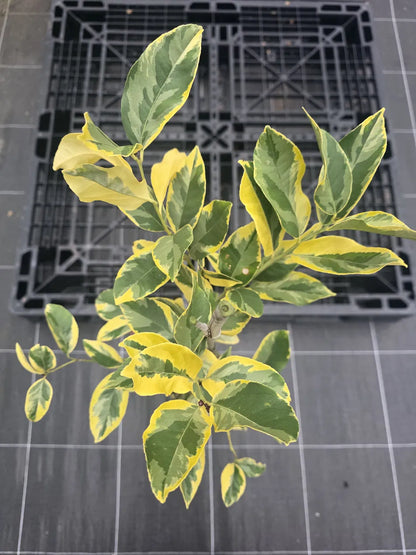 Lemon - Variegated Villa Franca