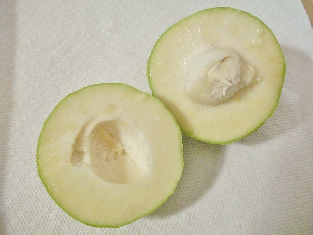 Casimiroa  / White Sapote - Te Puna - Grafted - flyingdragonnursery