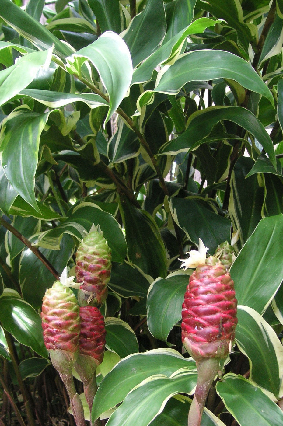 Zingiber zerumbet (Variegated Shampoo Ginger)