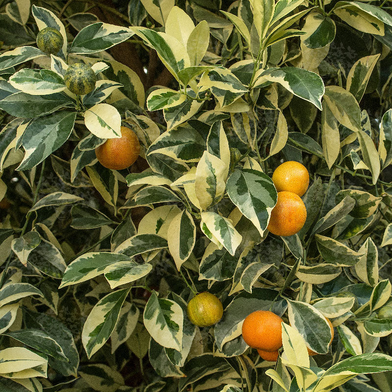 Variegated Calamansi