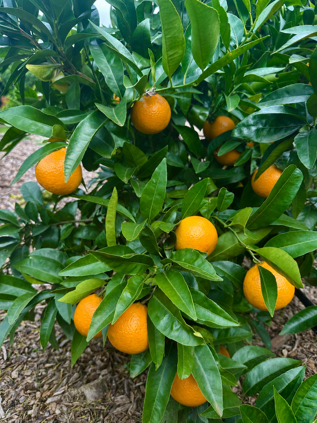 Mandarin - Carvalhal flyingdragonnursery