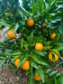 Mandarin - Carvalhal flyingdragonnursery