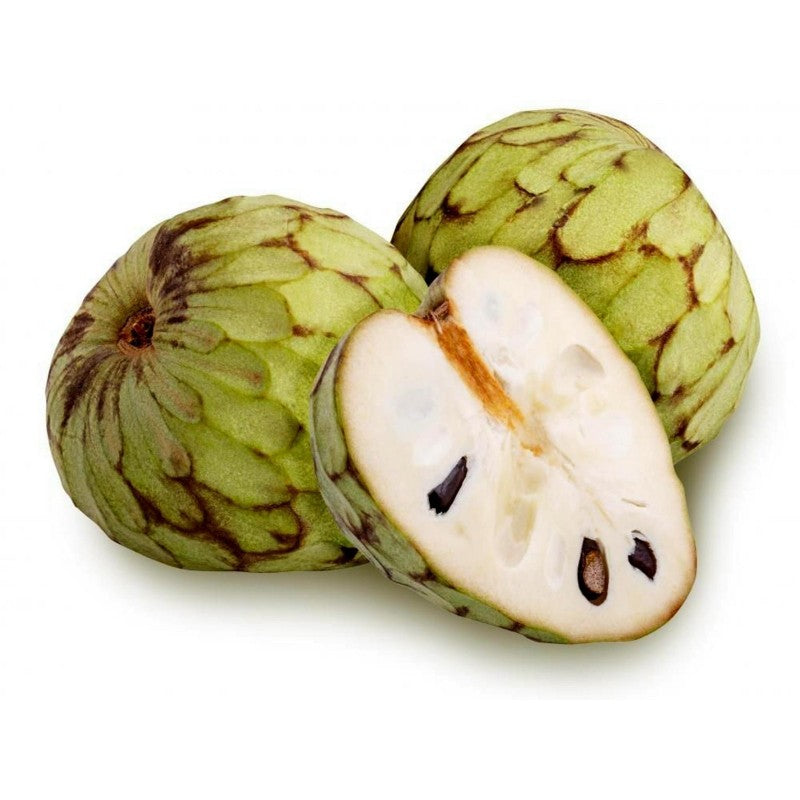 Cherimoya (Custard Apple) - Bayes - Grafted flyingdragonnursery