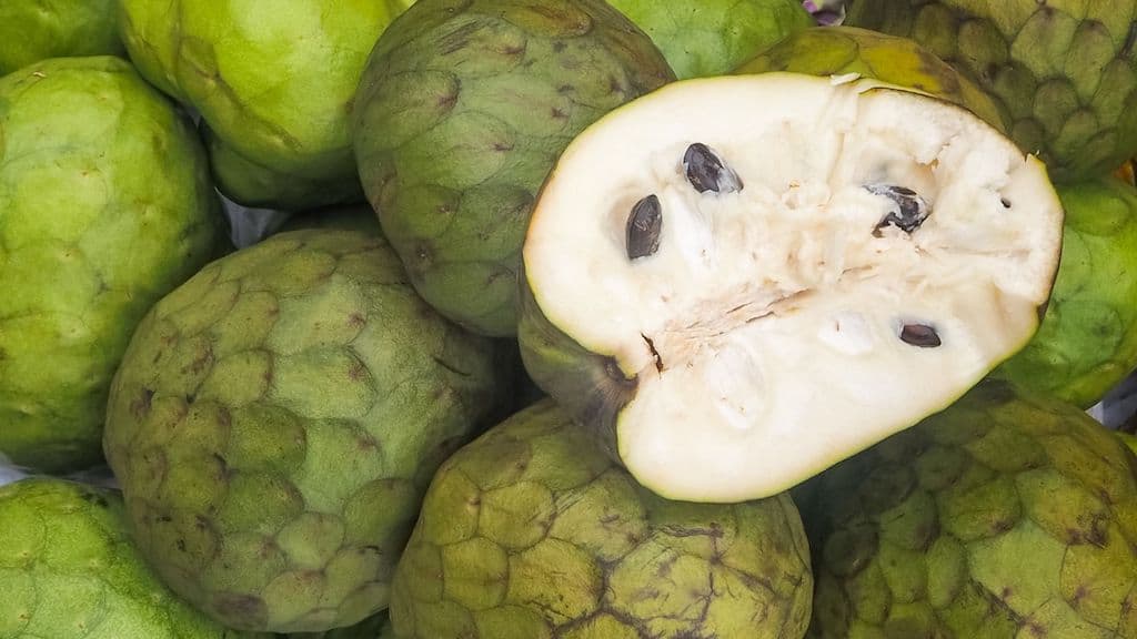 Cherimoya (Custard Apple) - Canaria - Grafted flyingdragonnursery