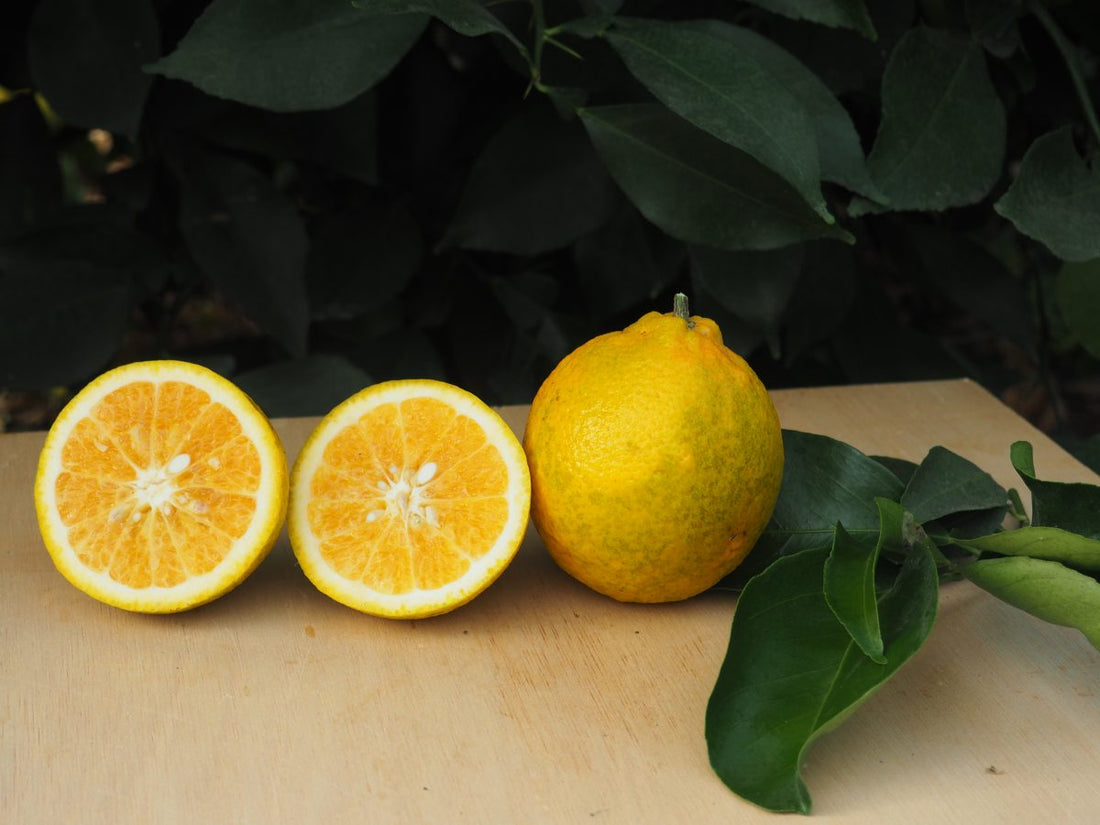 Orangelo - Chironja (Super Rare) flyingdragonnursery