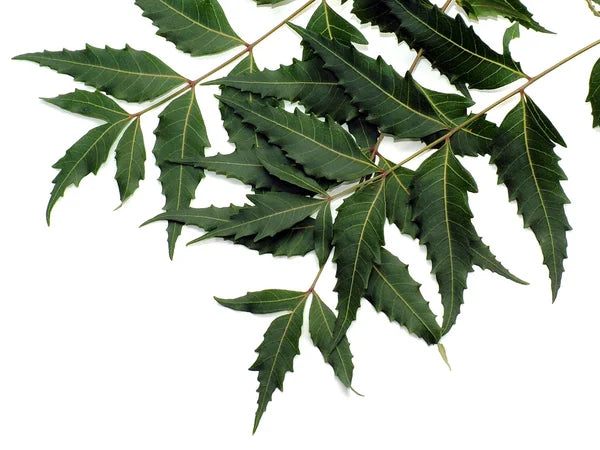 Neem plant