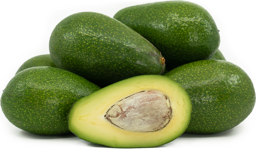 Avocado - Ettinger - winter/spring ripening flyingdragonnursery
