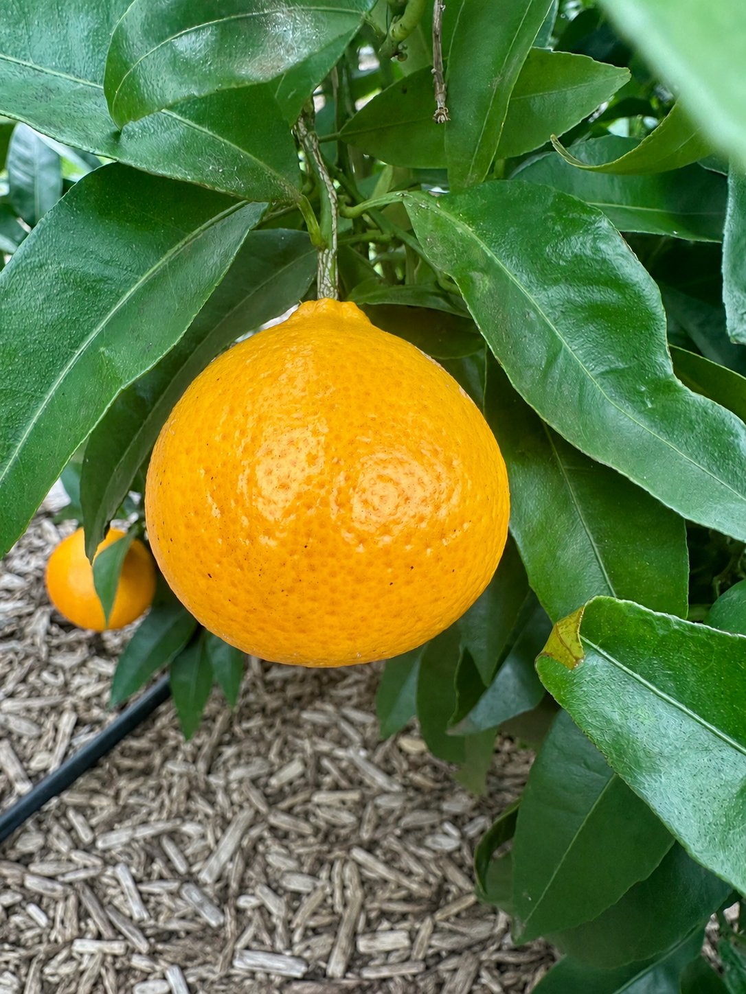 Mandarin - Carvalhal flyingdragonnursery