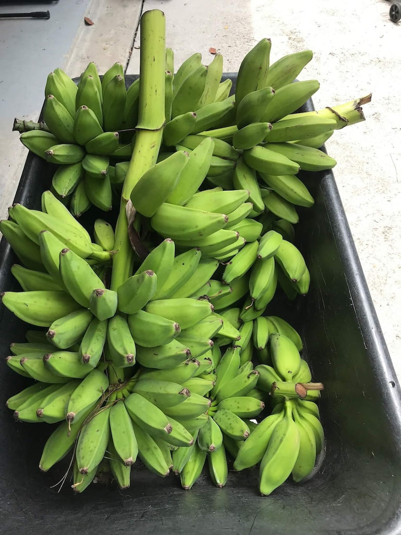 Banana - Dwarf Orinoco - cold-tolerant flyingdragonnursery