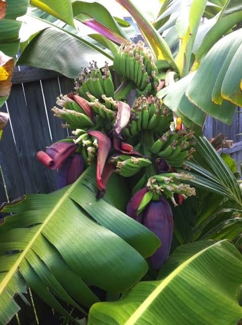 Banana - Dwarf Double Cavendish / Double Mahoi flyingdragonnursery