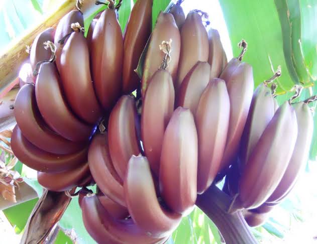 Banana - Jamaican Red Dwarf flyingdragonnursery