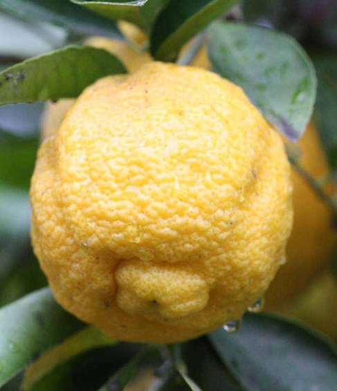 Lemon - Kaipara (limetta lemon, or sweet lemon) flyingdragonnursery