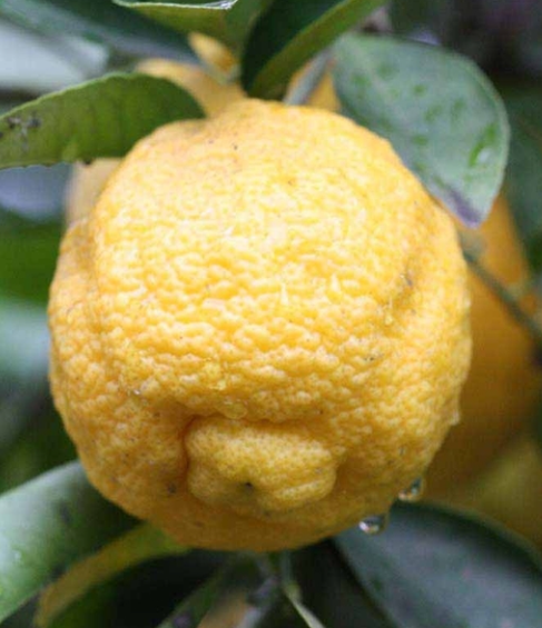 Lemon - Kaipara (limetta lemon, or sweet lemon)