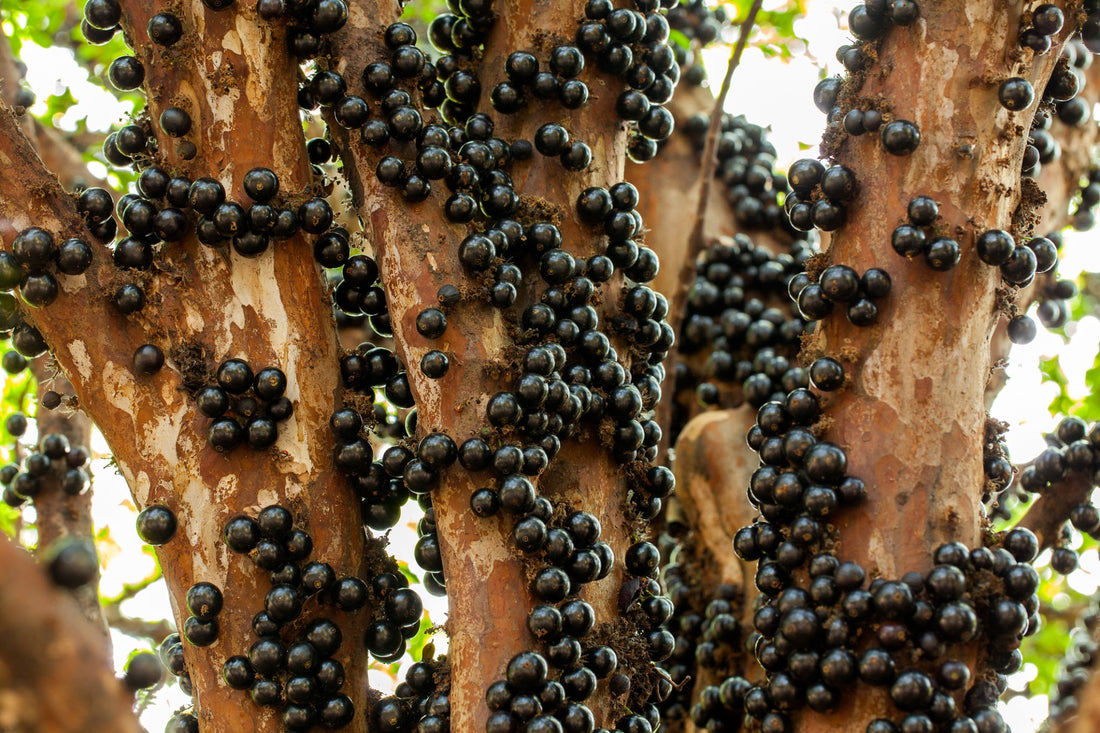 Jaboticaba - Paulista - flyingdragonnursery