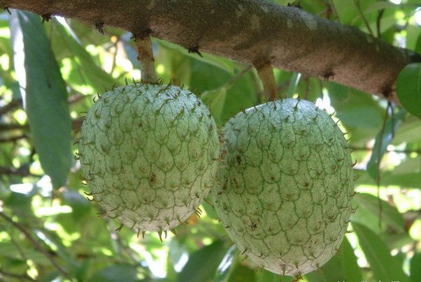 Mountain Soursop - Grafted (Cold tolerant)