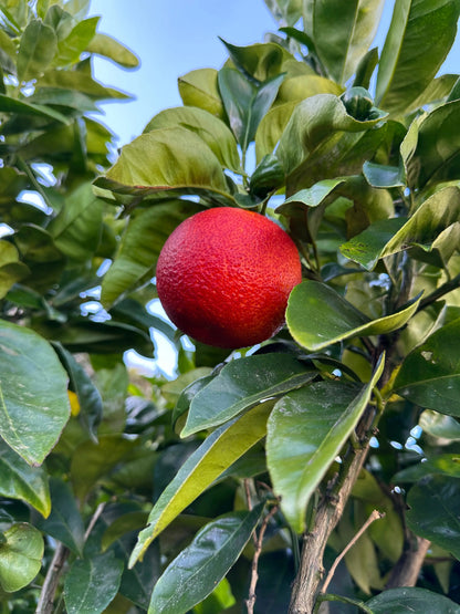 moro-blood-orange-tree-nz