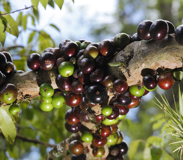Jaboticaba - Sabara - flyingdragonnursery