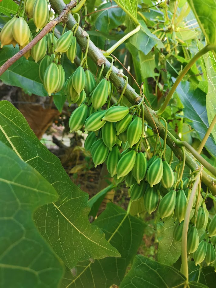 Papaya - Oakleaf (Hermaphrodite, Self-Fertile)