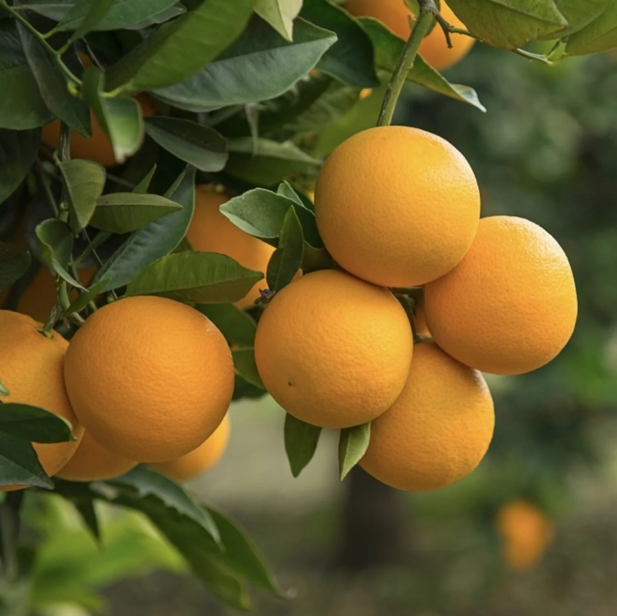 Orange - Trovita flyingdragonnursery