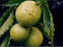 Casimiroa / White Sapote - Platts - Grafted - flyingdragonnursery