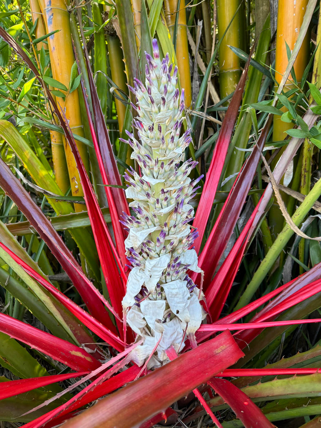 Bromelia binotii (Rare)