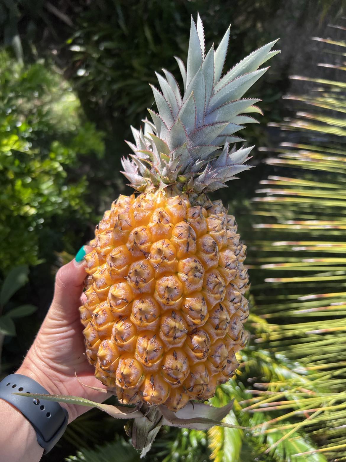 Pineapple - Sweet Gold