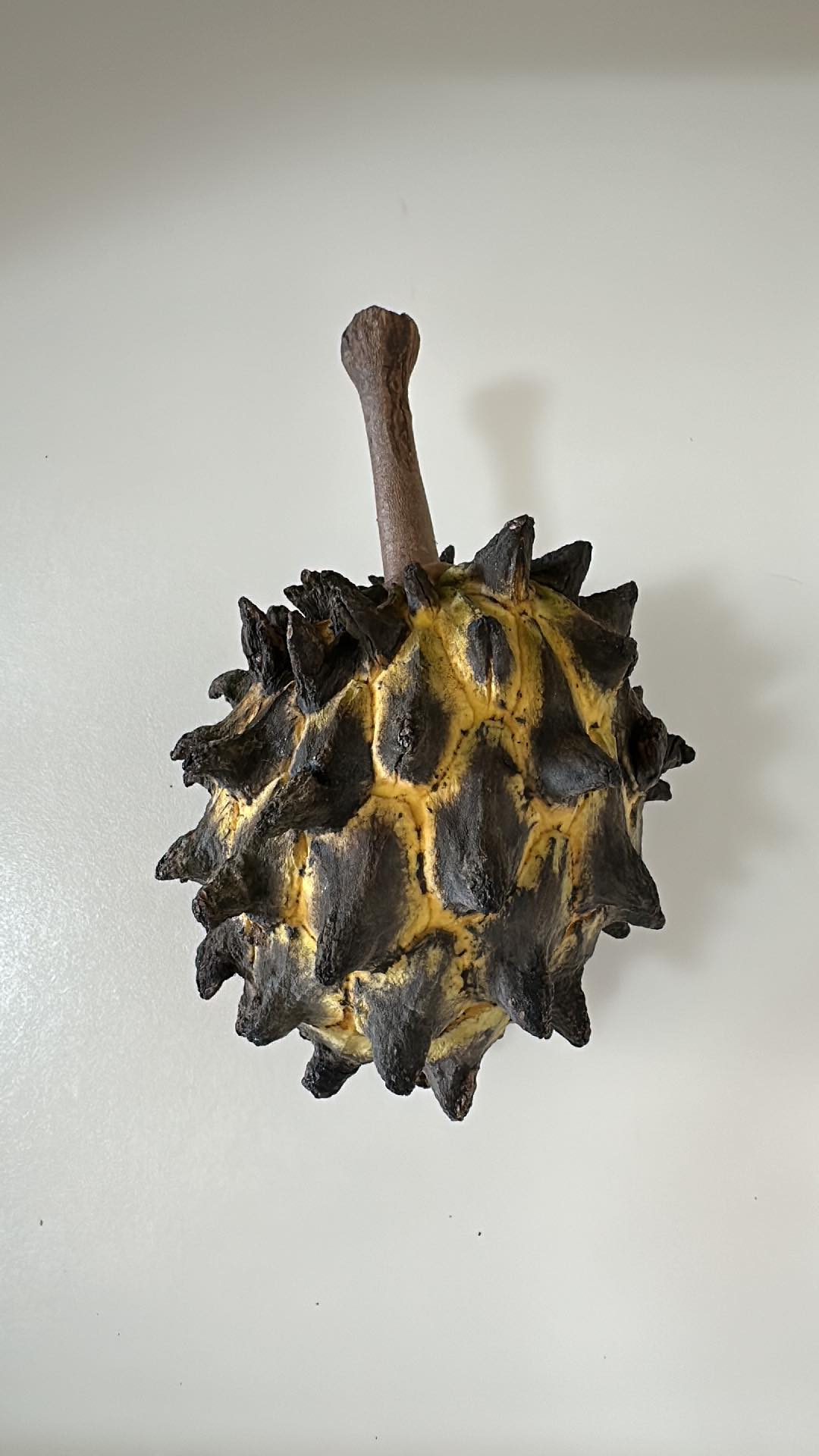 Rollinia deliciosa, biribá - GRAFTED (super rare) flyingdragonnursery