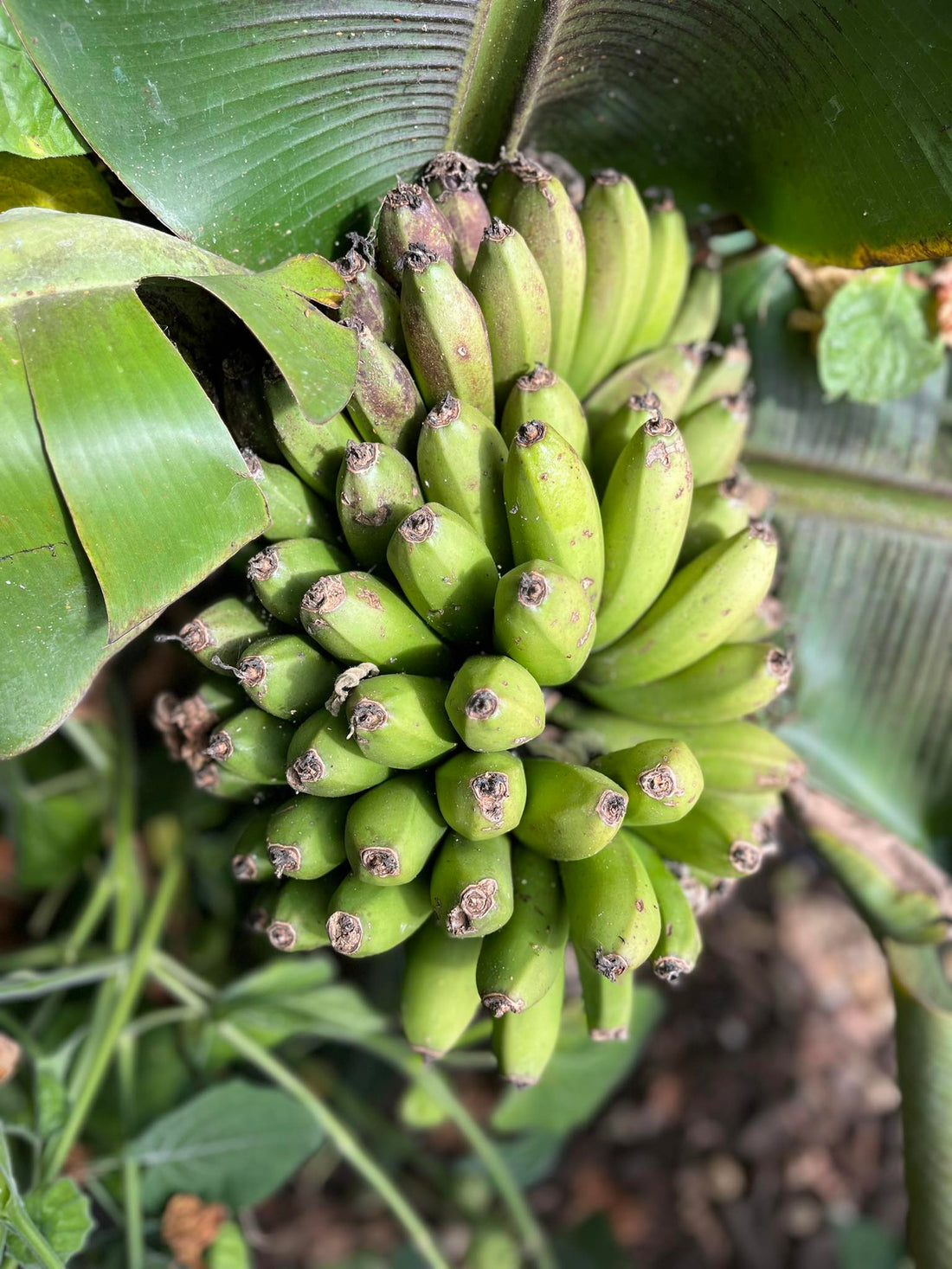 Banana - Super Dwarf Cavendish (Rare) flyingdragonnursery